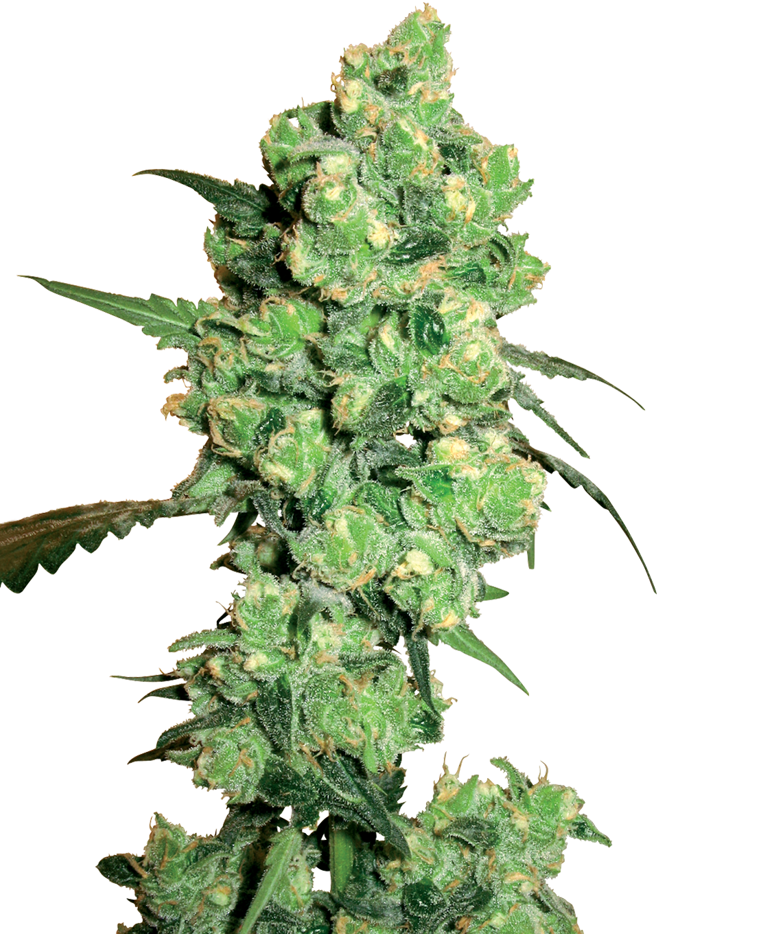 Super Skunk Feminized